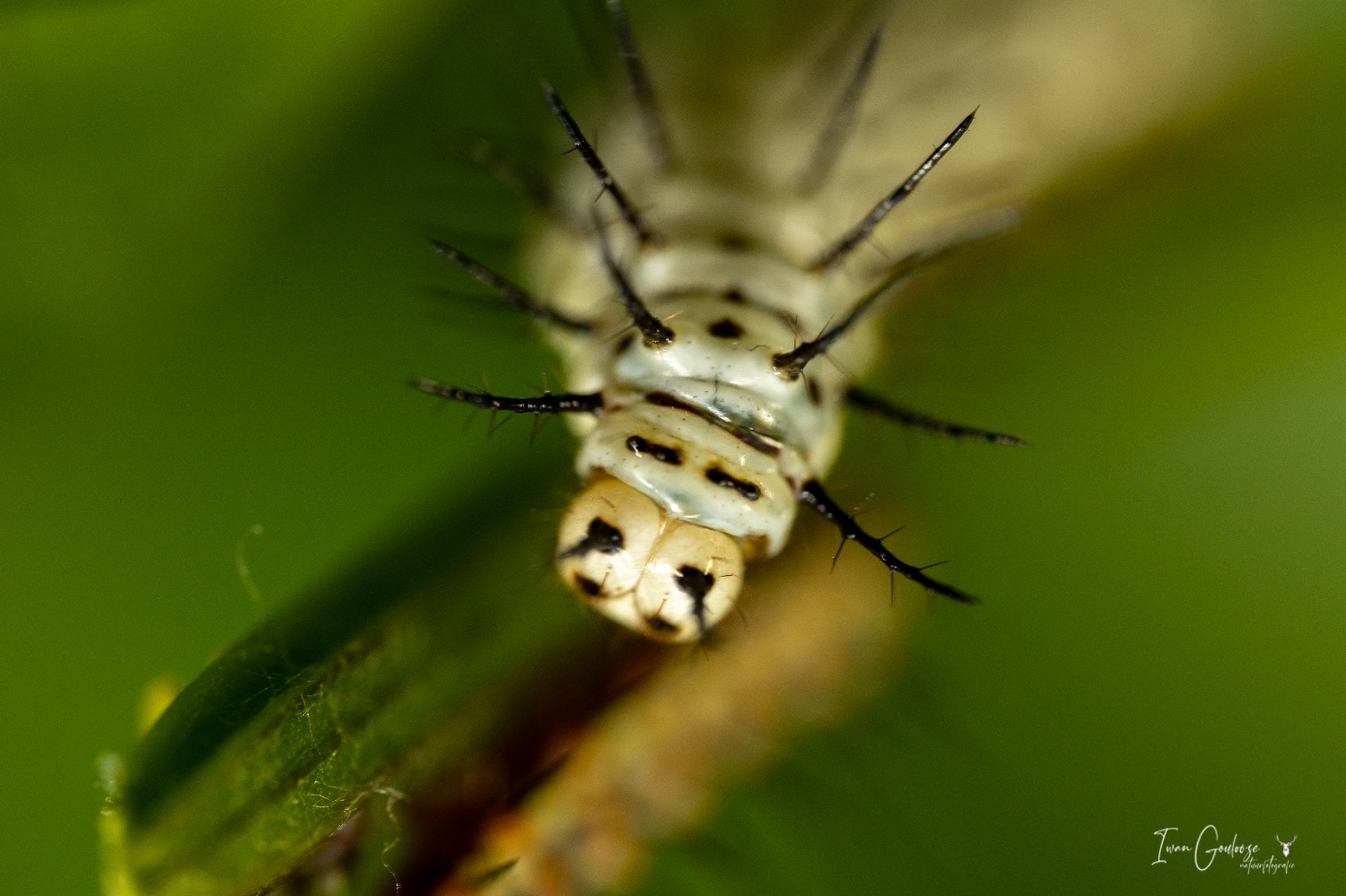  R2A3135 28 mei 2023 1624 14